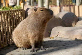 Ataque de capivara em Florianópolis com psicóloga ferida