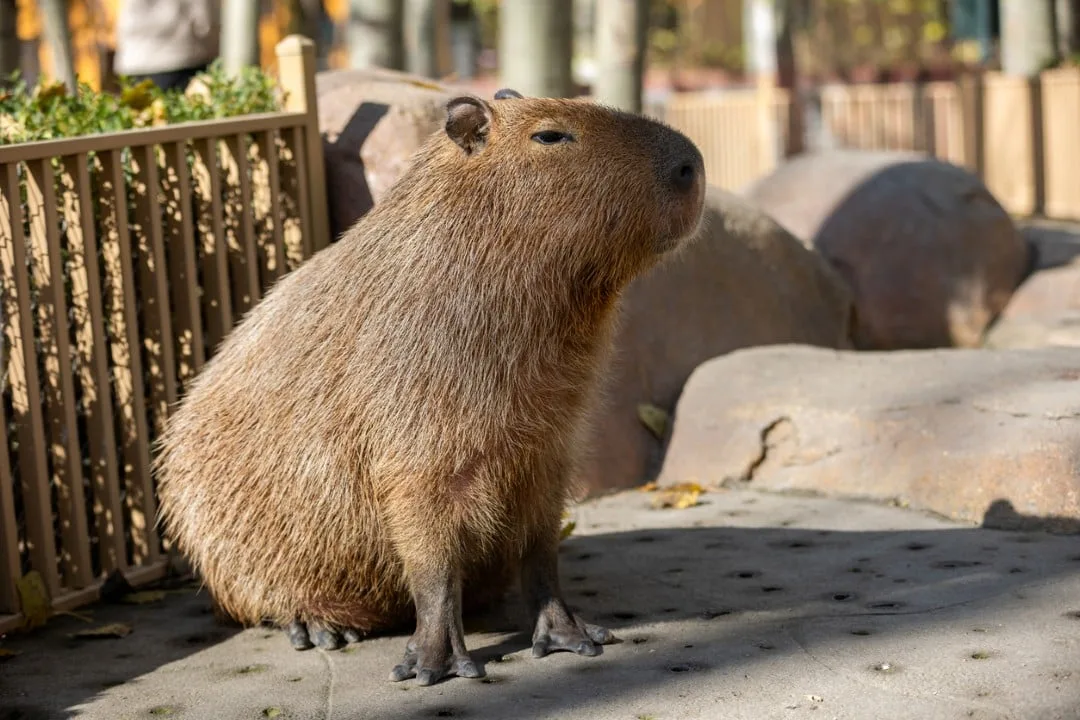Capivara ataca psicóloga Fabiana Lenz em lagoa de Florianópolis durante acampamento