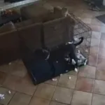 Cachorro arrastado por força misteriosa em vídeo viral