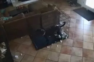 Cachorro arrastado por força misteriosa em vídeo viral
