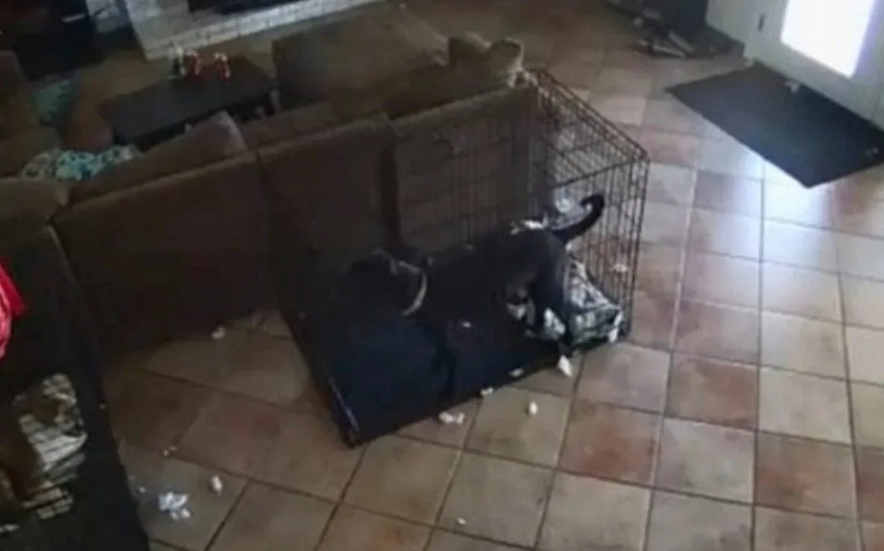 Vídeo viral exibe cachorro aterrorizado sendo arrastado por força misteriosa em casa