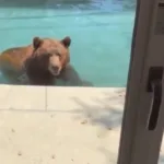urso-invade-piscina-residencial-na-california-durante-onda-de-calor