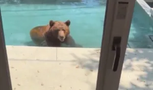 urso-invade-piscina-residencial-na-california-durante-onda-de-calor