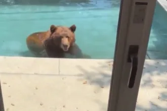 urso-invade-piscina-residencial-na-california-durante-onda-de-calor