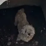 cachorro-que-sumiu-ha-um-mes-e-resgatado-de-bueiro-por-agentes-em-san-diego