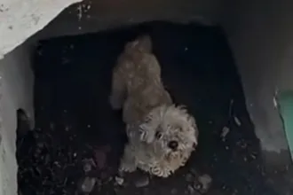 cachorro-que-sumiu-ha-um-mes-e-resgatado-de-bueiro-por-agentes-em-san-diego