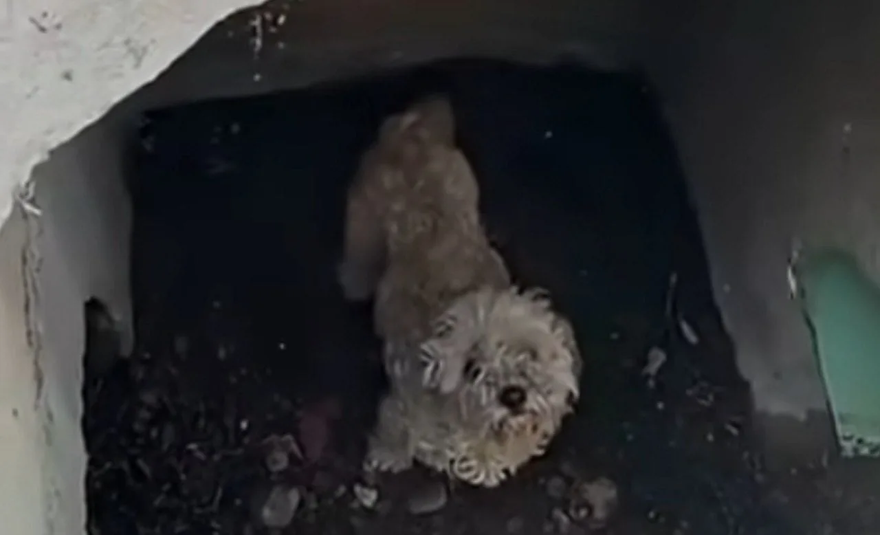 Cachorro que sumiu há um mês é resgatado de bueiro por agentes em San Diego