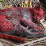 alerta-em-cidade-do-texas-apos-“gata-vermelha”-gerar-misterio