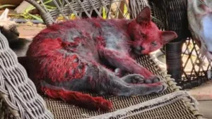 alerta-em-cidade-do-texas-apos-“gata-vermelha”-gerar-misterio