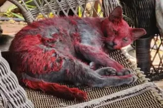 alerta-em-cidade-do-texas-apos-“gata-vermelha”-gerar-misterio