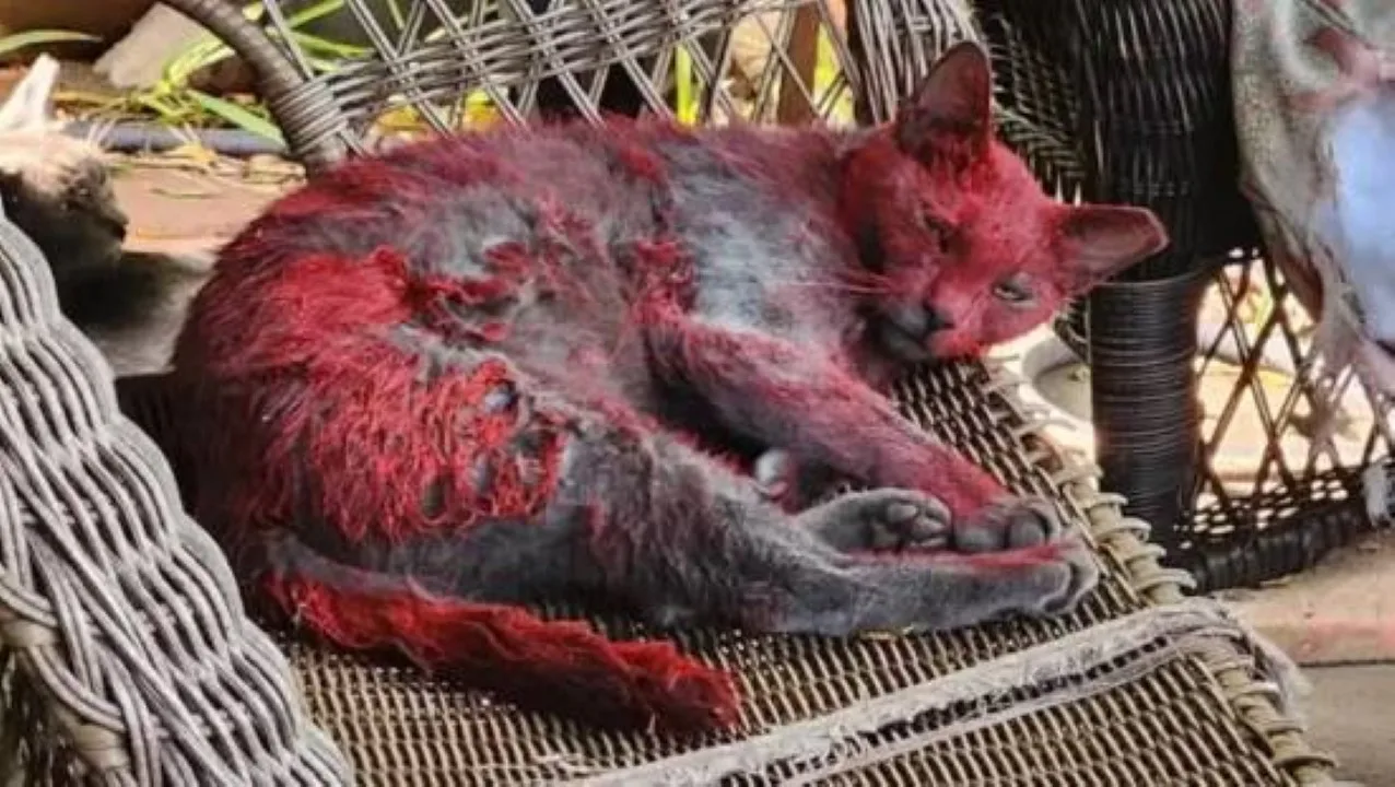 Alerta em cidade do Texas após “gata vermelha” gerar mistério