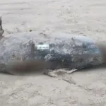 corpo-de-golfinho-com-210-quilos-e-encontrado-na-praia-de-mongagua,-em-sao-paulo