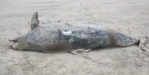 corpo-de-golfinho-com-210-quilos-e-encontrado-na-praia-de-mongagua,-em-sao-paulo