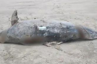 corpo-de-golfinho-com-210-quilos-e-encontrado-na-praia-de-mongagua,-em-sao-paulo