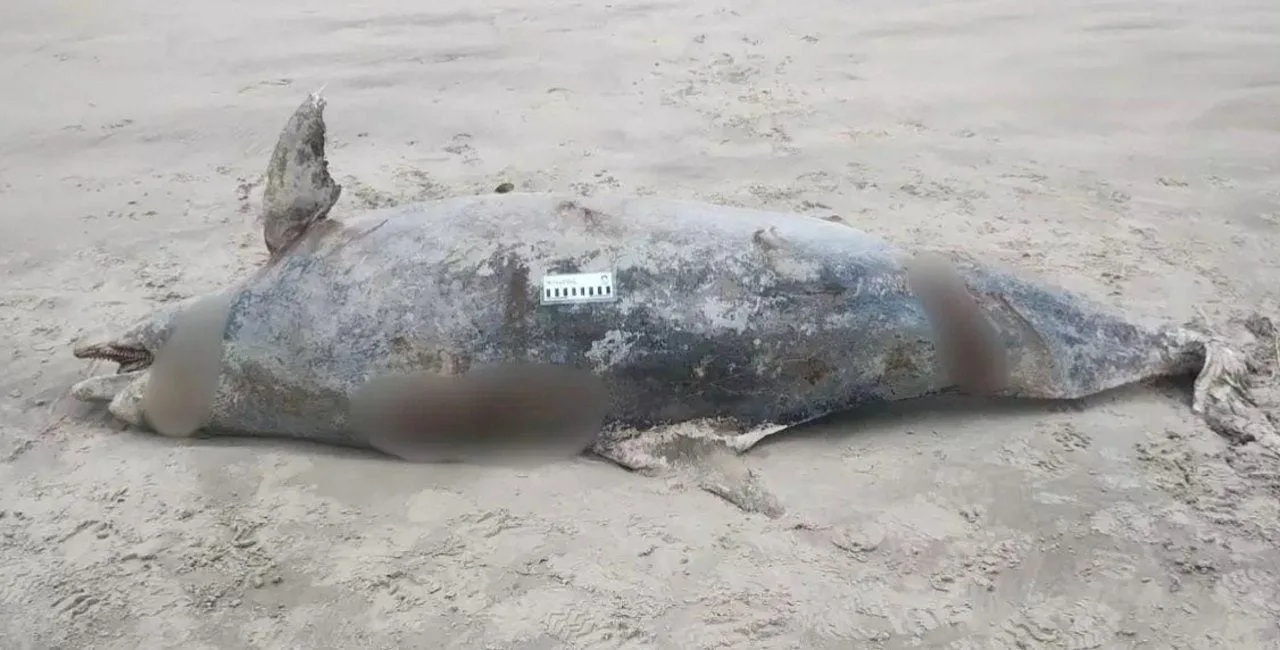 Corpo de golfinho com 210 quilos é encontrado na praia de Mongaguá, em São Paulo