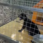 filhote-de-onca-preta-e-resgatado-apos-ser-encontrado-em-estrada-de-anapolis;-video