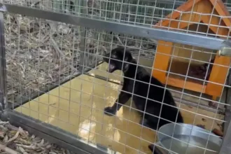 filhote-de-onca-preta-e-resgatado-apos-ser-encontrado-em-estrada-de-anapolis;-video