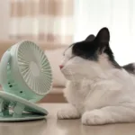 calorao-pode-fazer-mal-a-animais-de-estimacao;-saiba-como-proteger-seu-pet