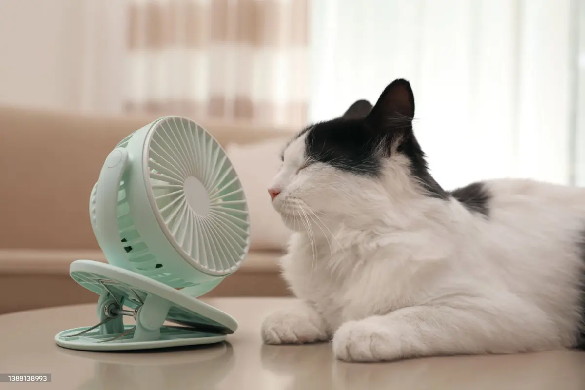Como Proteger Seu Pet do Calor Intenso: Dicas Essenciais