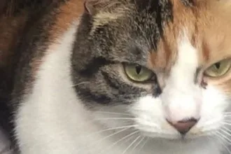 Gata desaparecida retorna para casa após uma década