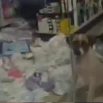 caotratado:-meliante-de-quatro-patas-‘invade’-farmacia-e-causa-prejuizo-de-r$-800-em-pontalina