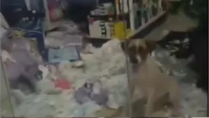 caotratado:-meliante-de-quatro-patas-‘invade’-farmacia-e-causa-prejuizo-de-r$-800-em-pontalina