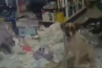 caotratado:-meliante-de-quatro-patas-‘invade’-farmacia-e-causa-prejuizo-de-r$-800-em-pontalina