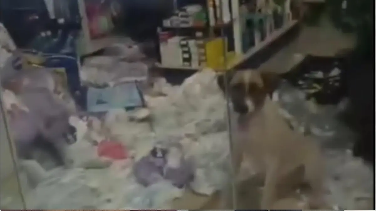 Cão travesso invade farmácia e causa danos de R$ 800 em Pontalina