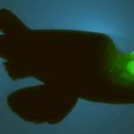 Peixe de cabeça transparente no Atlântico