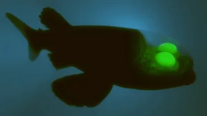 Peixe de cabeça transparente no Atlântico