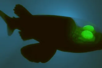 Peixe de cabeça transparente no Atlântico
