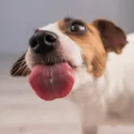 racao-canina-congelada-da-oma’s-pride-e-recolhida-por-salmonela-e-casos-de-doenca