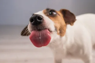 racao-canina-congelada-da-oma’s-pride-e-recolhida-por-salmonela-e-casos-de-doenca