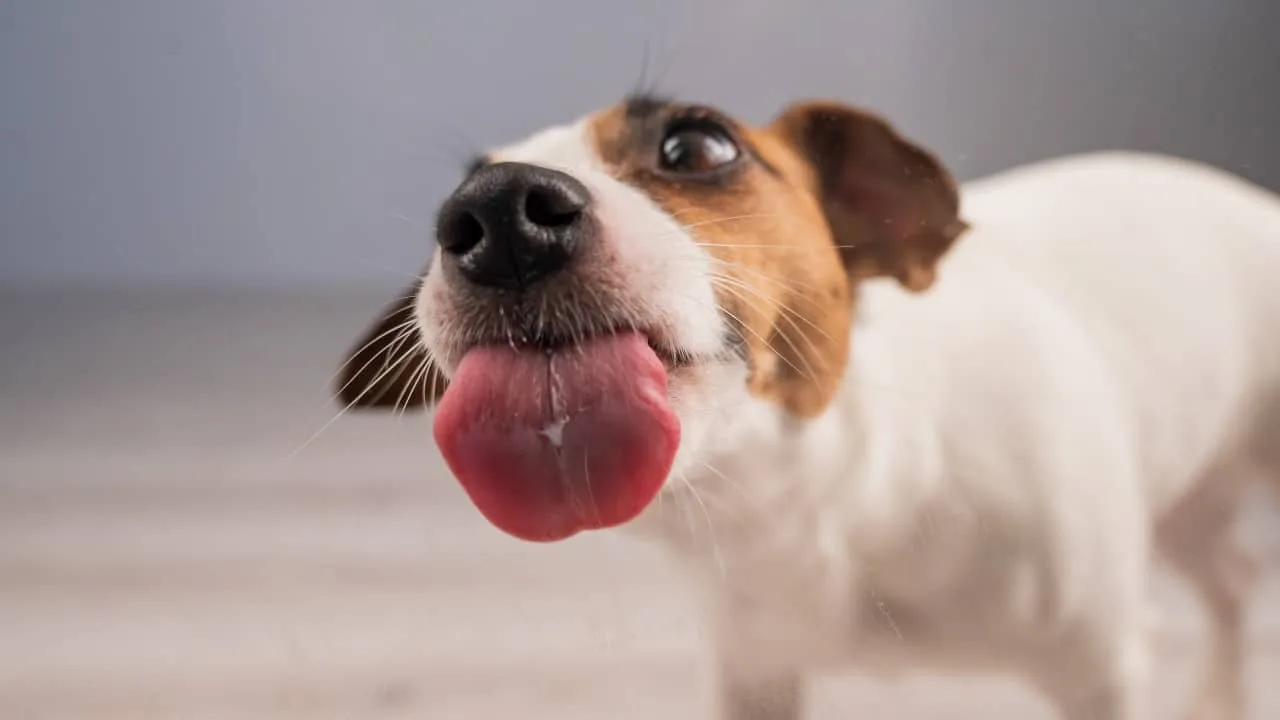 Ração canina congelada da Oma’s Pride é recolhida por salmonela e casos de doença