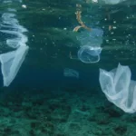 Animais que comem bioplástico natural em seu habitat