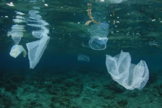 Animais que comem bioplástico natural em seu habitat