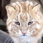 zoologico-de-inokashira-investiga-mortes-de-dois-gatos-leopardo-de-amur-e-preocupa-se-com-outros-quatro
