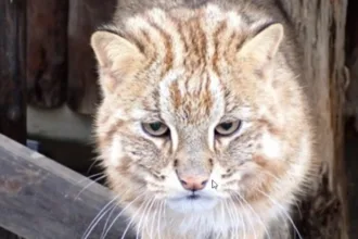 zoologico-de-inokashira-investiga-mortes-de-dois-gatos-leopardo-de-amur-e-preocupa-se-com-outros-quatro