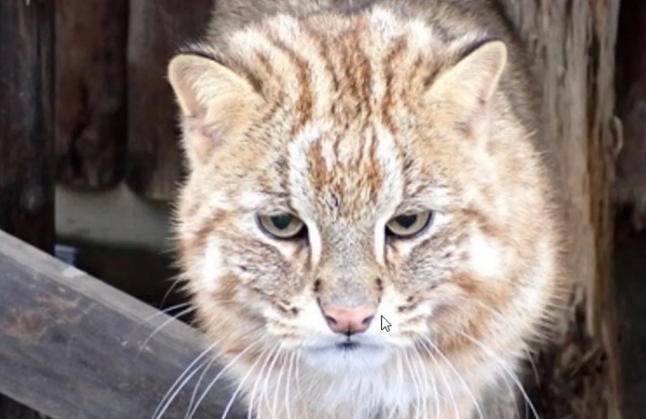 Zoológico de Inokashira investiga mortes de dois gatos-leopardo-de-amur e preocupa-se com outros quatro