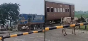 vaca-atropelada-por-trem-surpreende-ao-se-levantar-e-andar-na-india