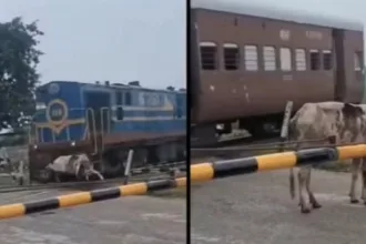 vaca-atropelada-por-trem-surpreende-ao-se-levantar-e-andar-na-india