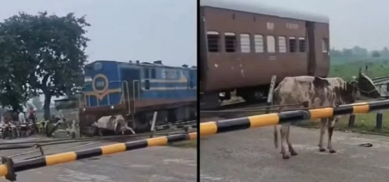 Vaca atropelada por trem surpreende ao se levantar e andar na Índia