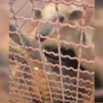tamandua-bandeira-e-resgatado-apos-invadir-escola-em-formosa
