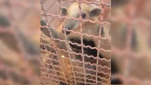 tamandua-bandeira-e-resgatado-apos-invadir-escola-em-formosa