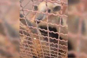 tamandua-bandeira-e-resgatado-apos-invadir-escola-em-formosa