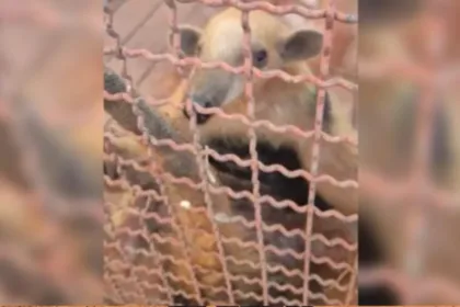 tamandua-bandeira-e-resgatado-apos-invadir-escola-em-formosa