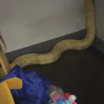 piton-e-acusada-de-causar-incendio-em-escola,-mas-professora-defende-a-cobra;-video
