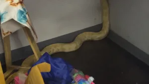 piton-e-acusada-de-causar-incendio-em-escola,-mas-professora-defende-a-cobra;-video