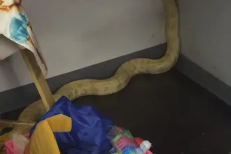 piton-e-acusada-de-causar-incendio-em-escola,-mas-professora-defende-a-cobra;-video