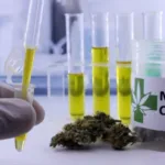 Importação de cannabis medicinal no Brasil em 2026